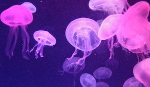 jellyfish citizen science scistarter