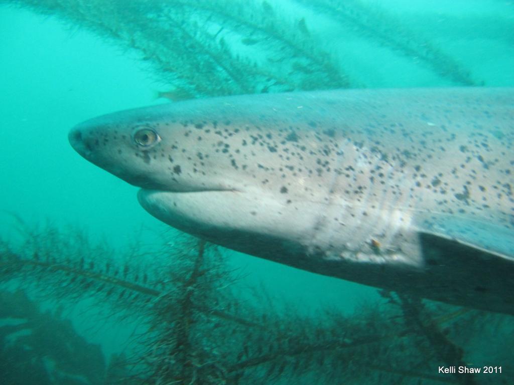 Sevengill shark