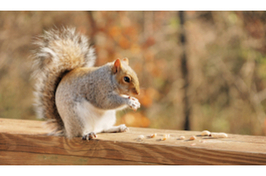 A squirrel eats a seed on a wooden railing, ready to be observed by participants in the Project Squirrel citizen science project.