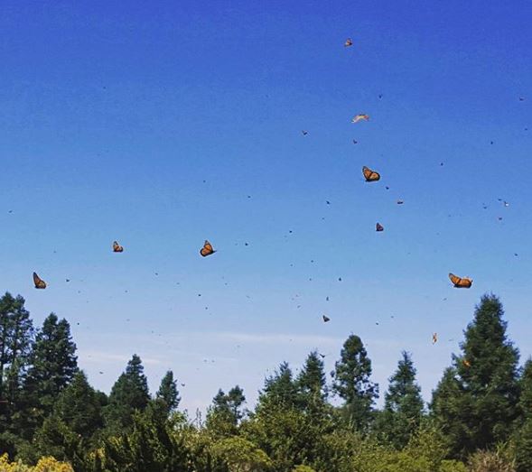 Monarch butterflies, El Rosario, Monarch Butterfly Biosphere Reserve
