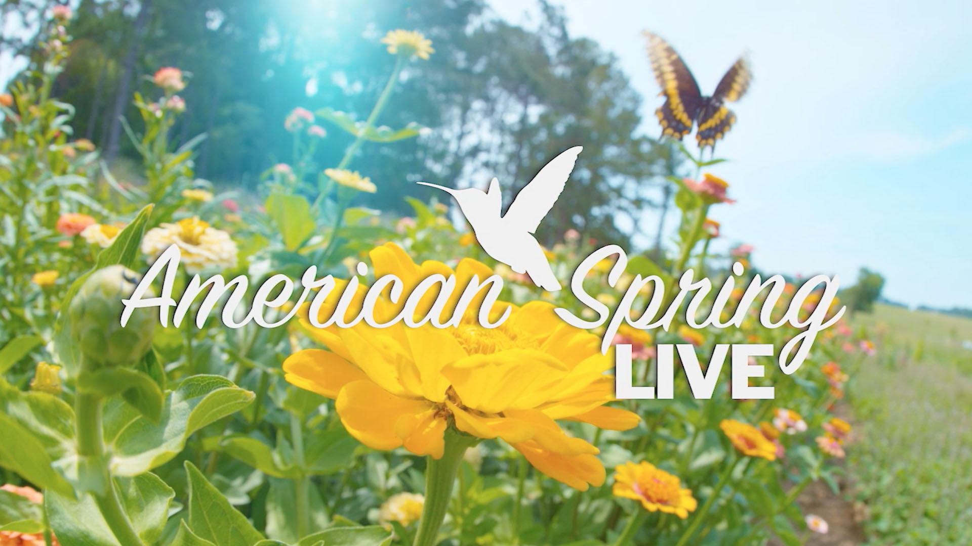 American Spring LIVE