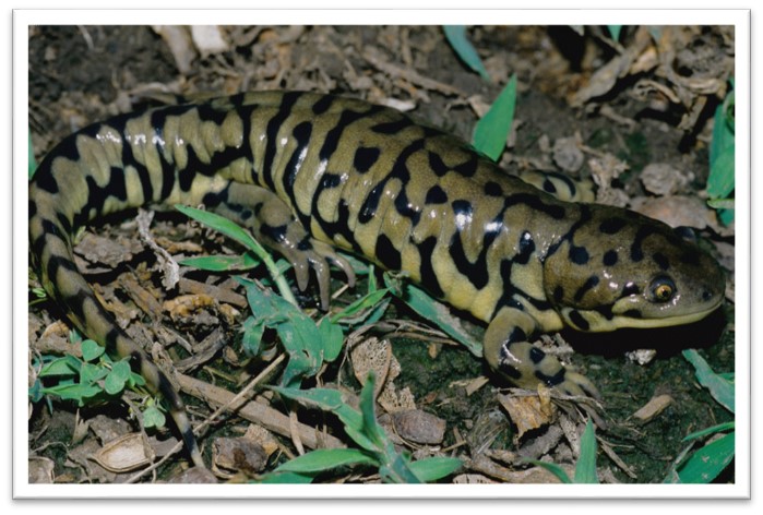 Western tiger salamander. Photo credit: University of Nebraska- Lincoln