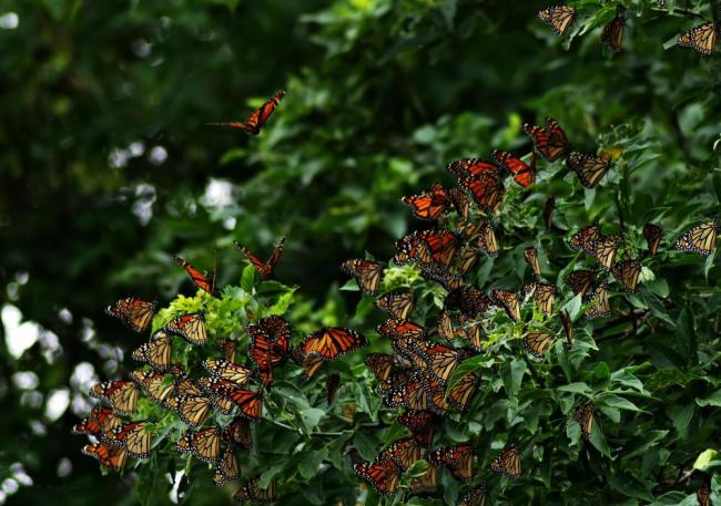monarch migration pollinator garden

By sharing your observations of monarchs as they travel along their migratory path, you can help scientists track how the species is doing. (Credit: DB in Harwood, ND/Courtesy of Journey North)