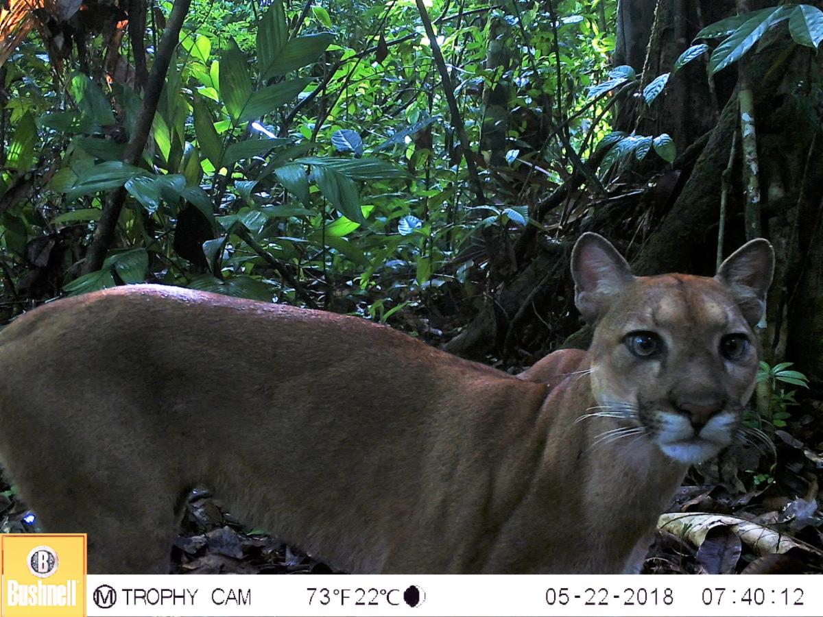 Puma camera trap image. 