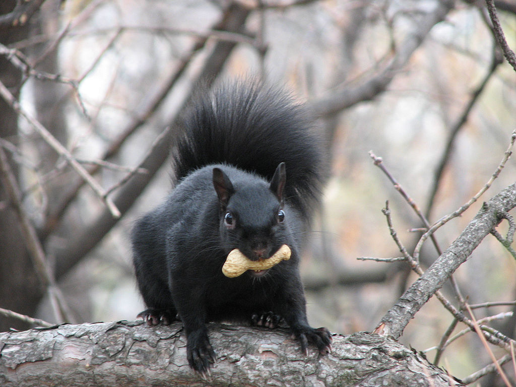 black squirrel