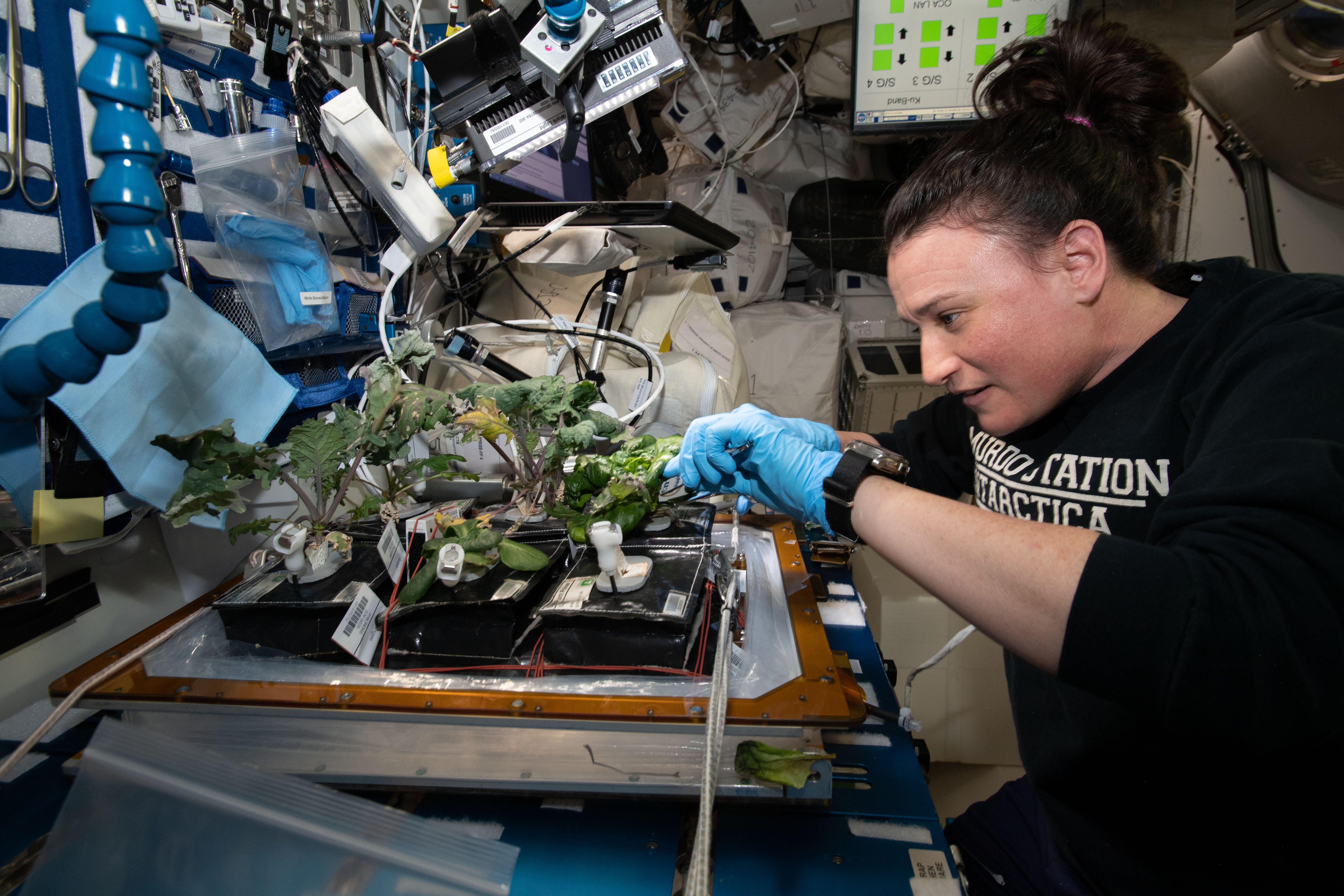 Learning to grow vegetables in space is one way to contribute to NASA citizen science projects.