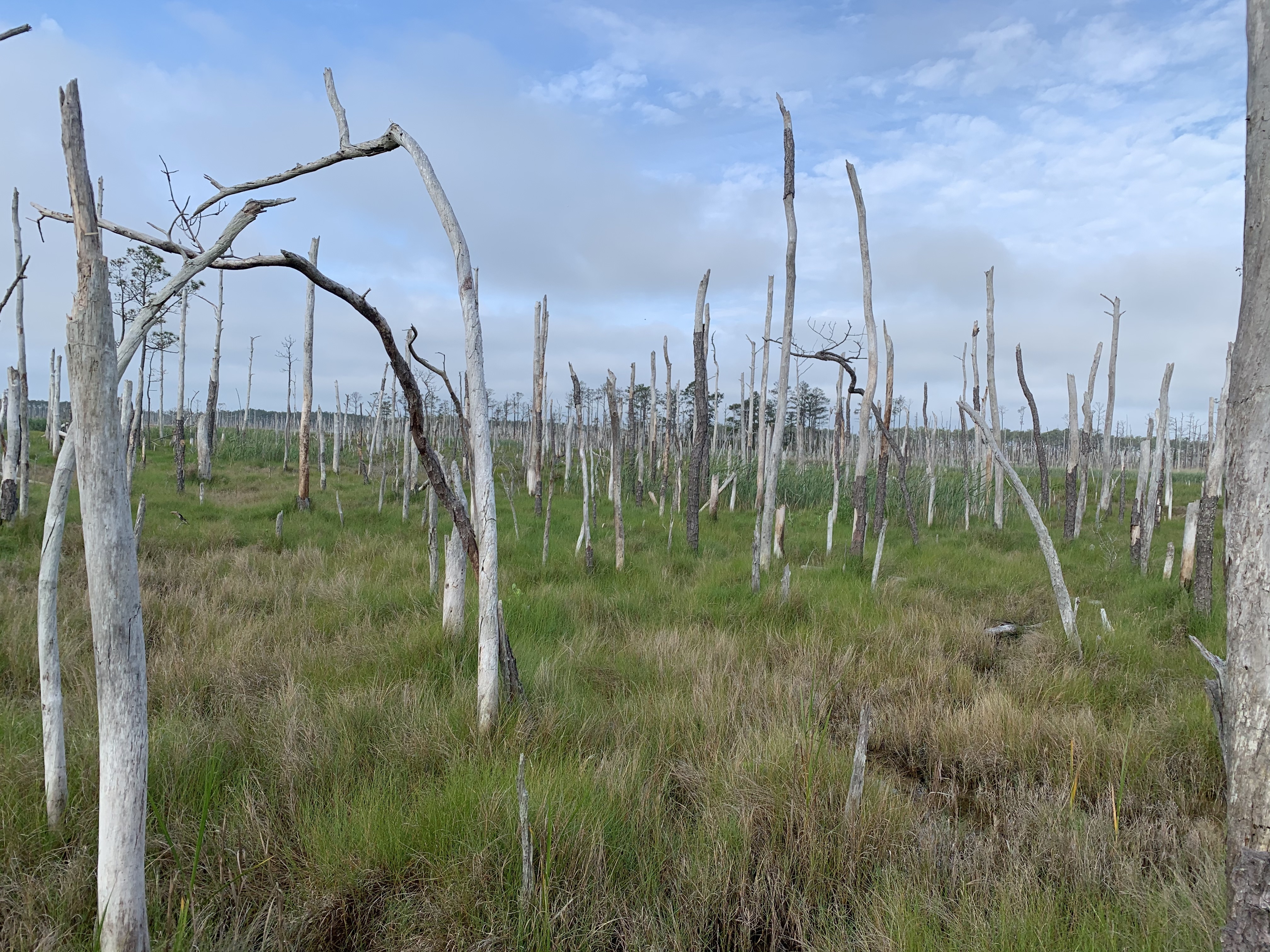 ghost forest