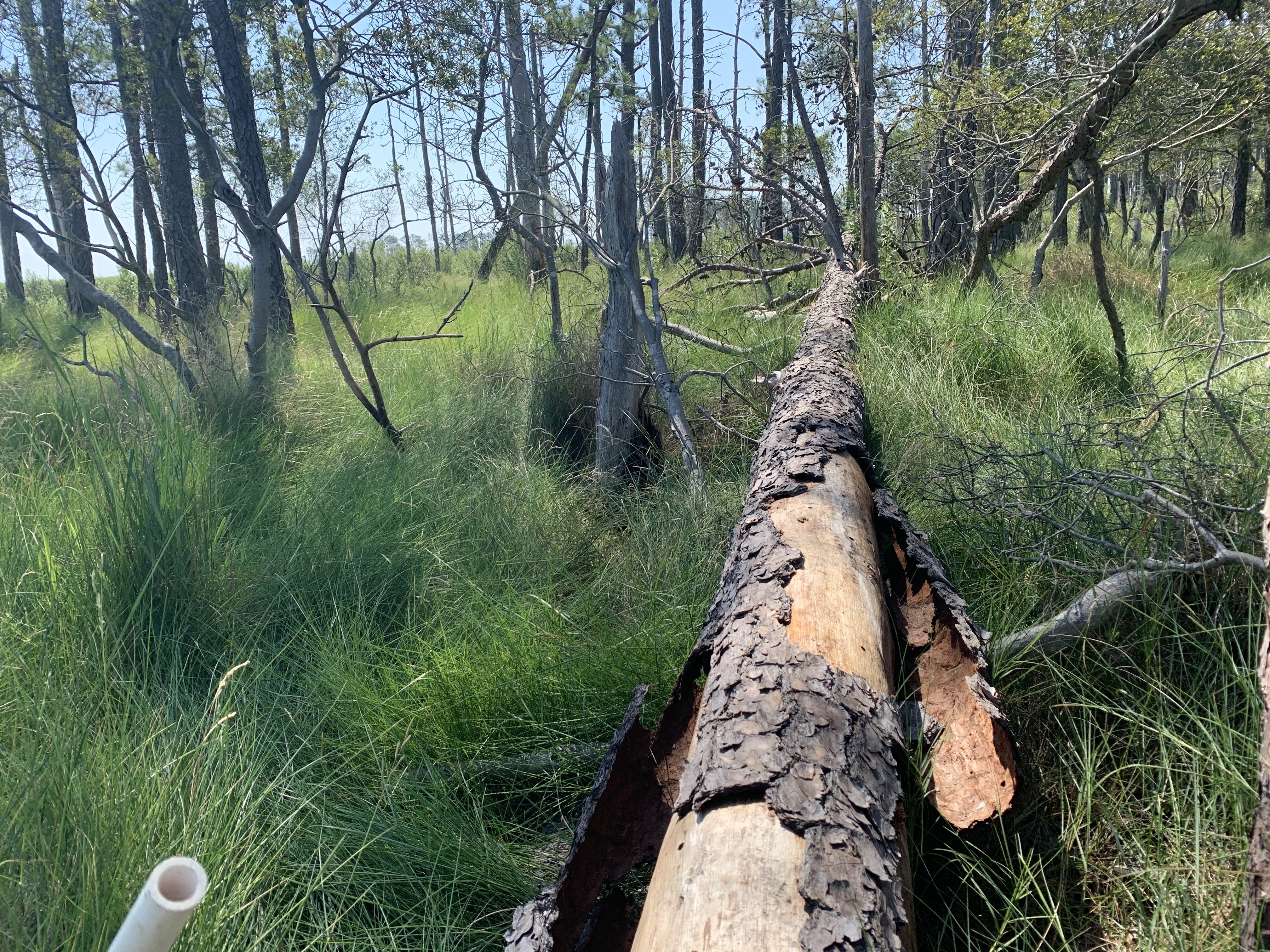 marsh species ghost forest