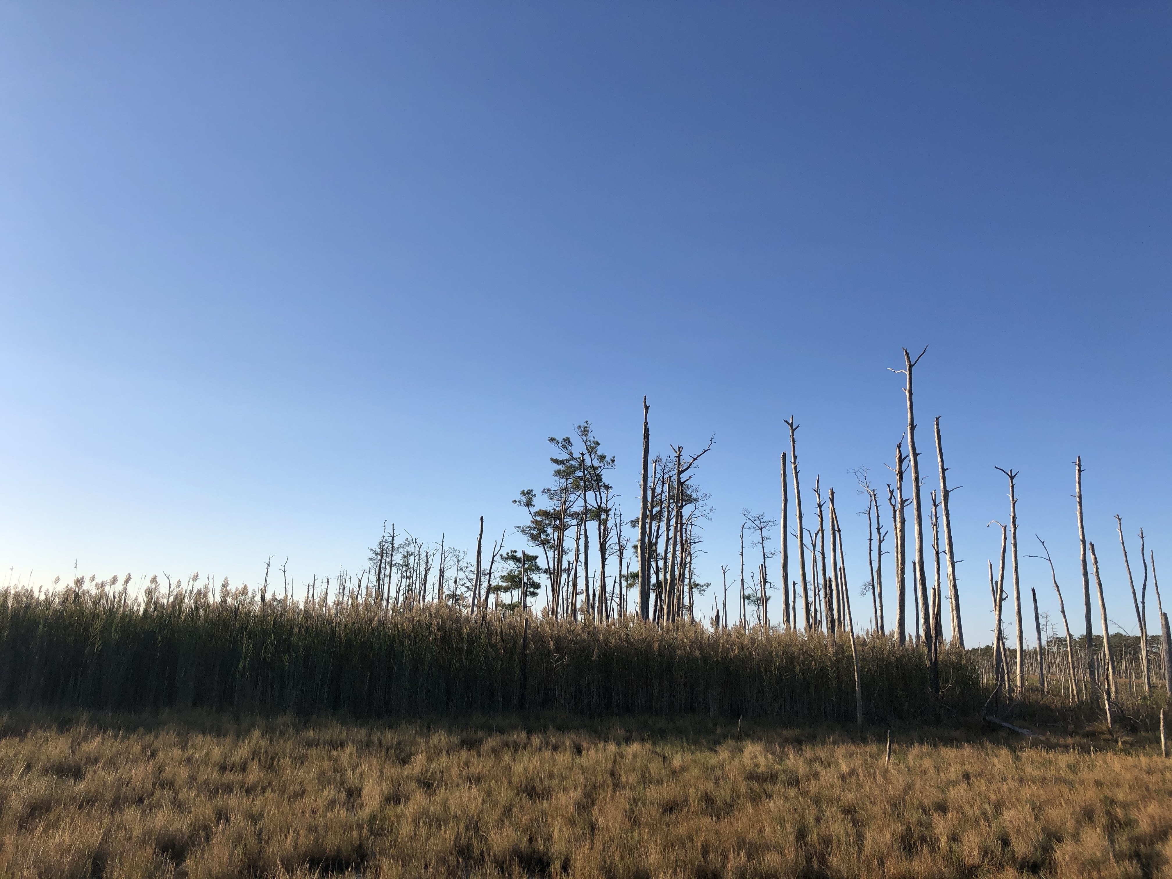 stand of dead trees ghost forest