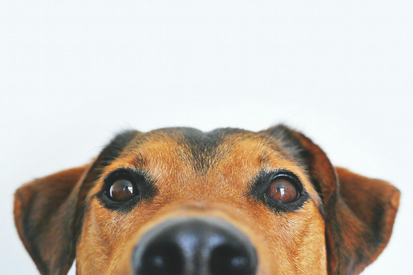 A brown dog's face from the nose up on a white background.