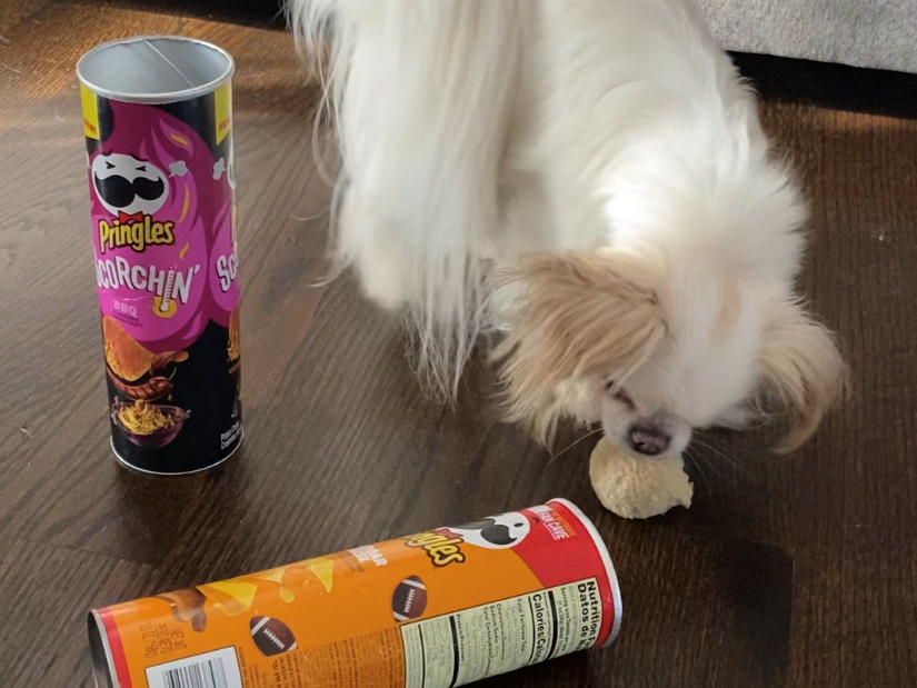 A small white dog knocks over a pringles can, revealing the ball inside.