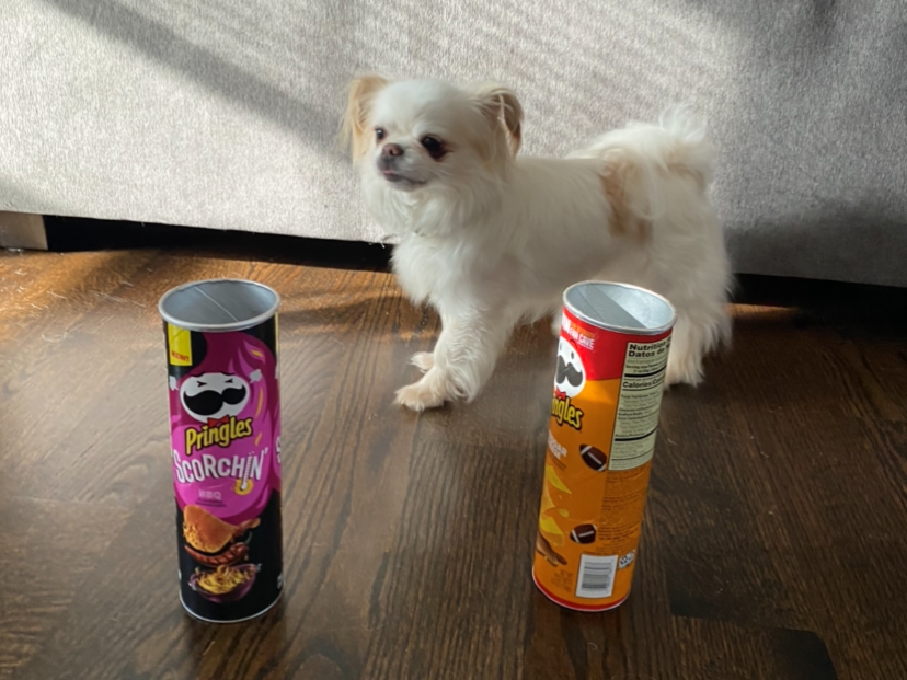 A small white dog stands behind two pringles cans set on the floor.