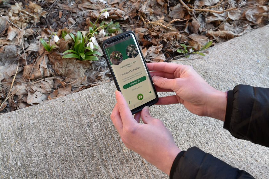 Using the iNaturalist app to identify plants.