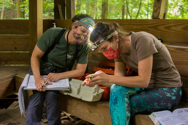 Two people banding birds