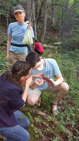Releasing a captured bird from its mist net for banding