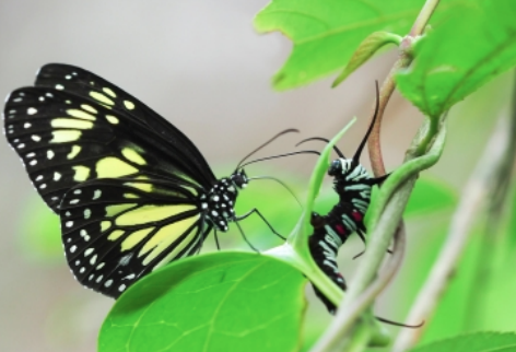 butterfly is feeding on a caterpillar