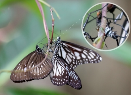 three butterflies feeding on a caterpillar, also called kleptopharmacophagy