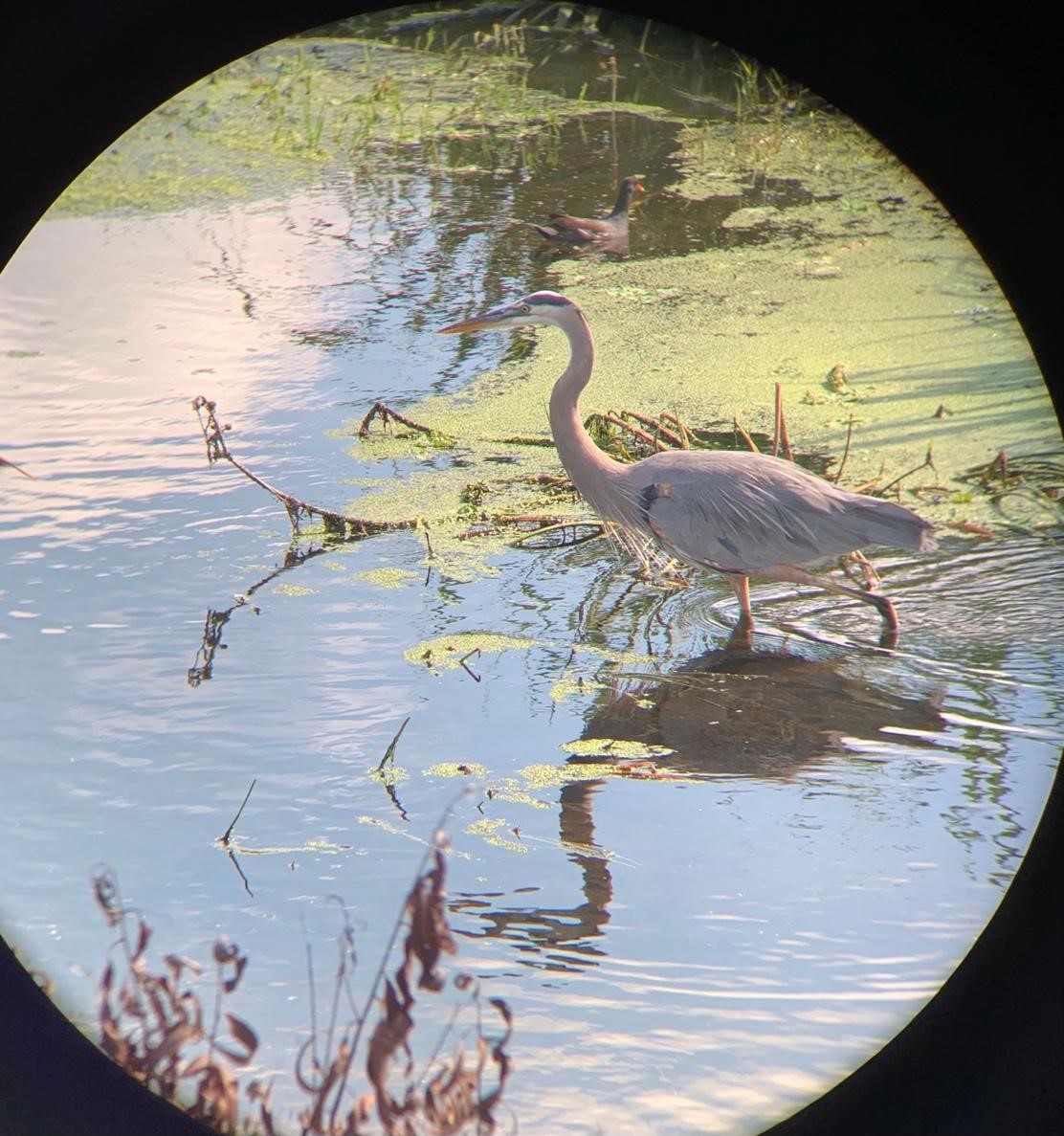 A great blue heron wades through shallow water.