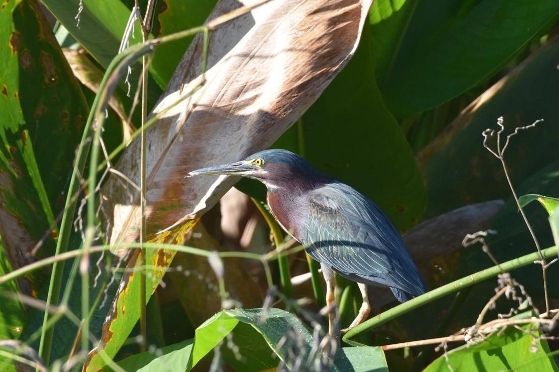 A small reddish and bluish wading bird perches among giant leaves.