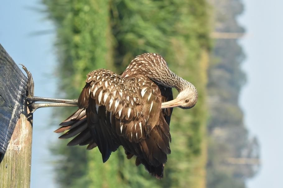A brown wading bird called a limpkin preens its feathers.