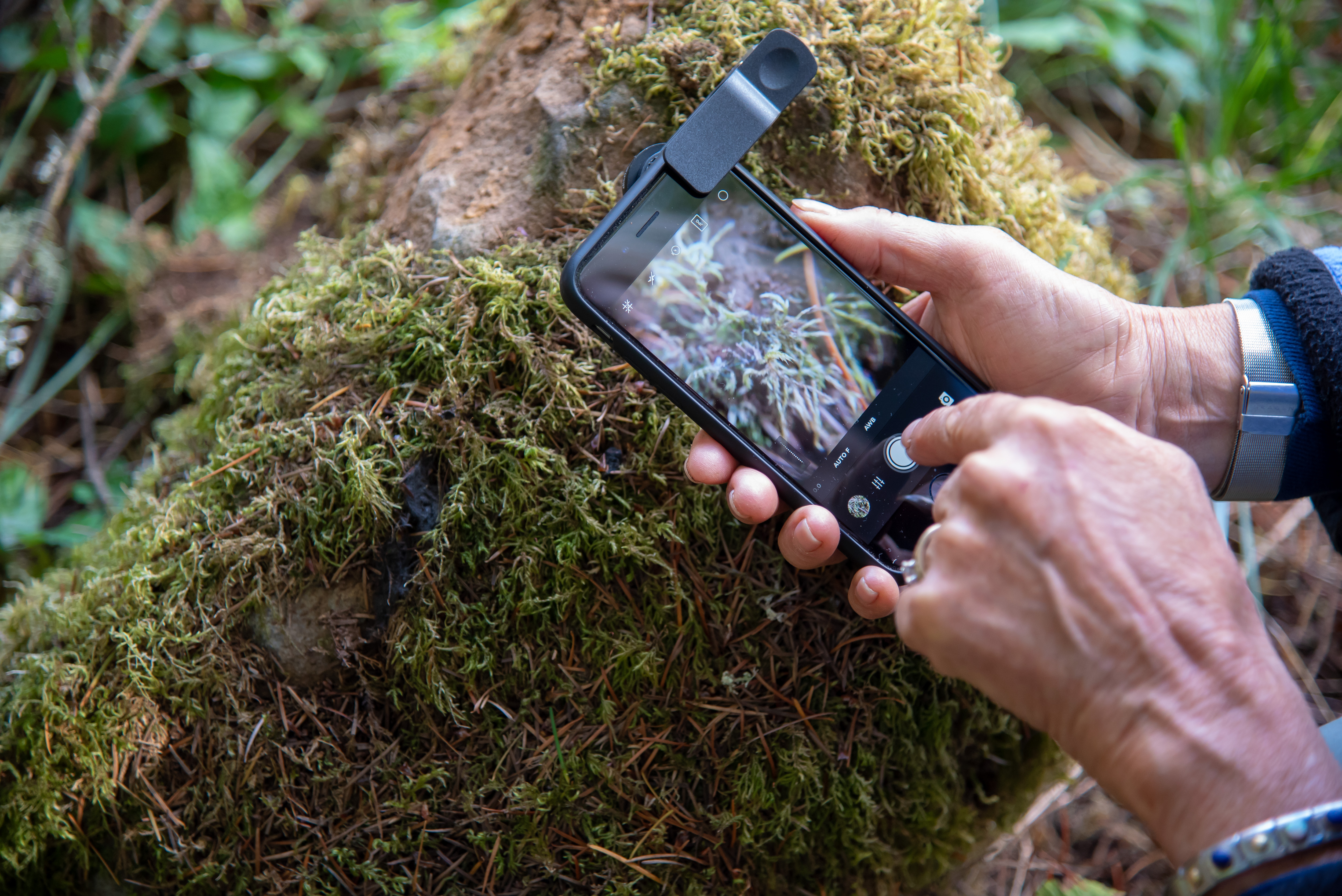 Hands of an elderly person hold a smartphone, taking a photo of a moss, in a forest.