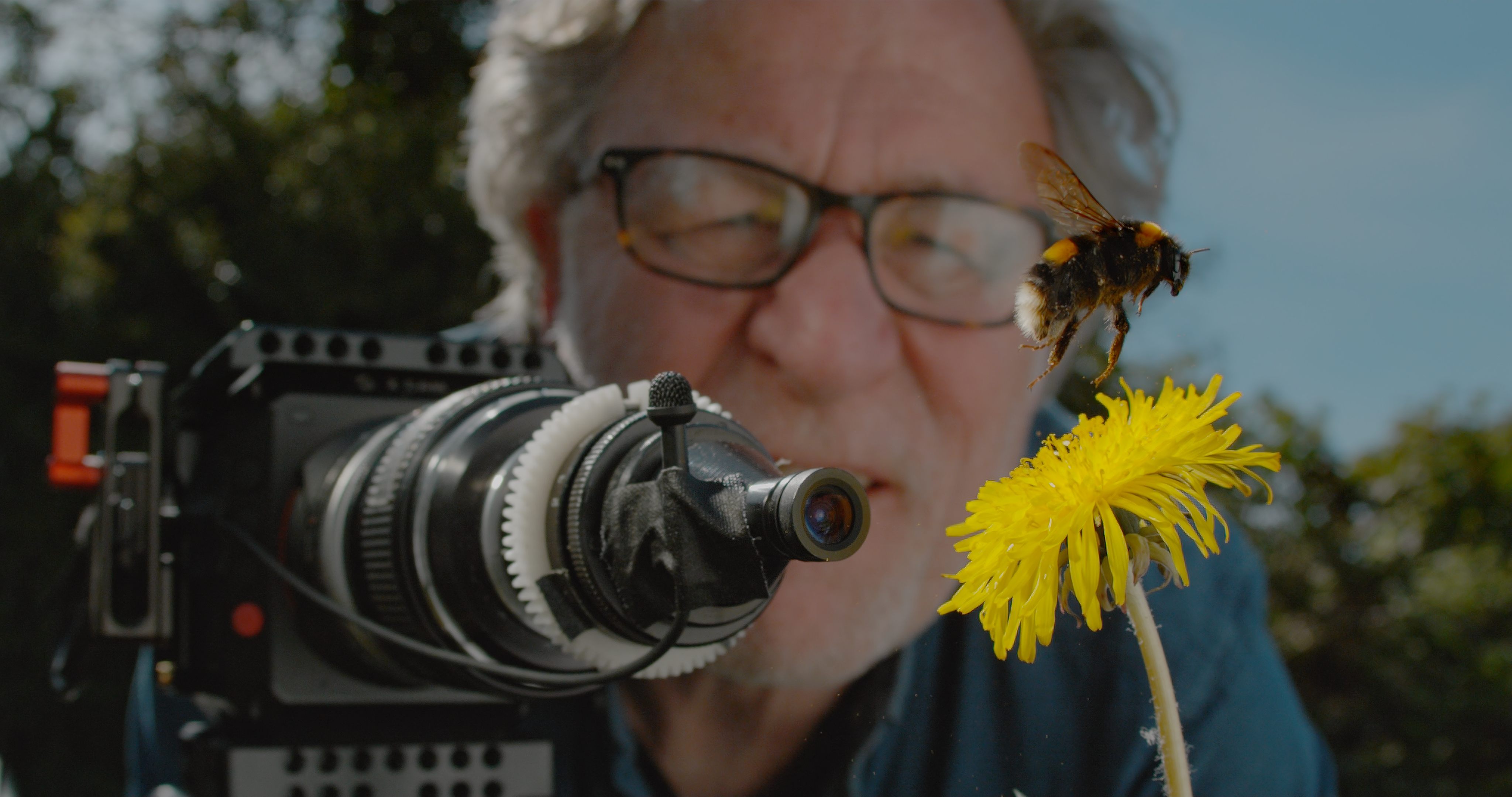 Martin Dohrn filming a bumble bee hovering over a dandelion.