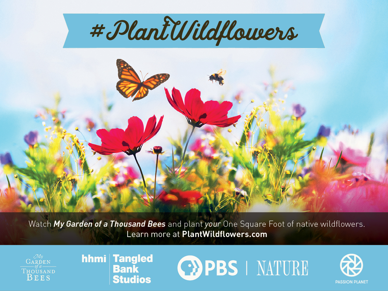 #PlantWildflowers. Watch My Garden of a Thousand Bees and plant your One Square Foot of native wildlflowers. Learn more at PlantWildflowers.com. Sponsored by My Garden of a Thousand Bees, HHMI Tangled Bank Studios, PBS Nature and Passion Planet.