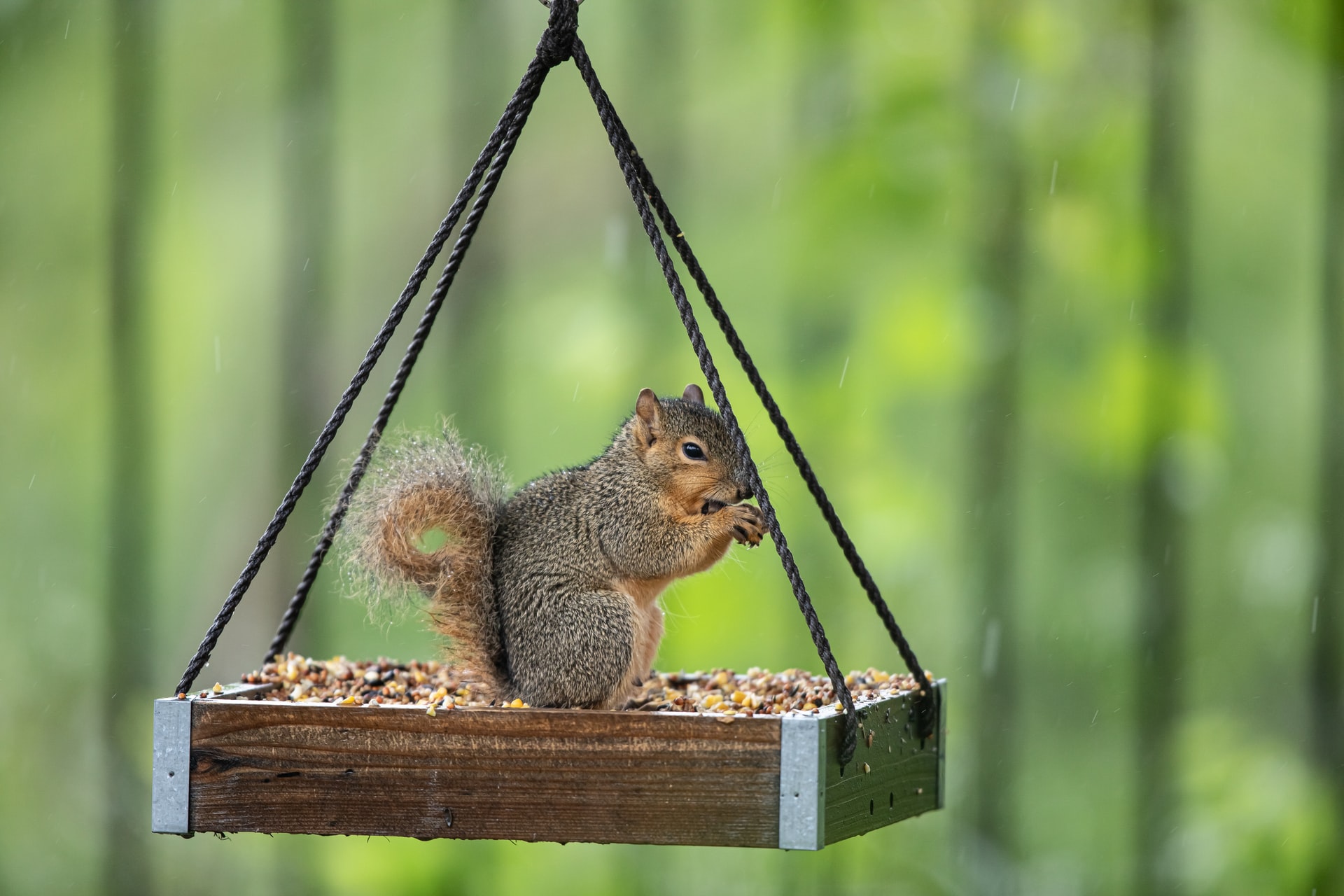 A squirrel feasting on a seeds in a bird feeder.