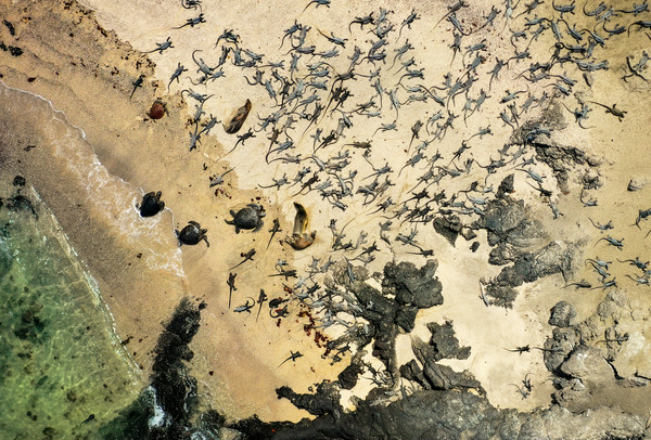 iguanas drone image