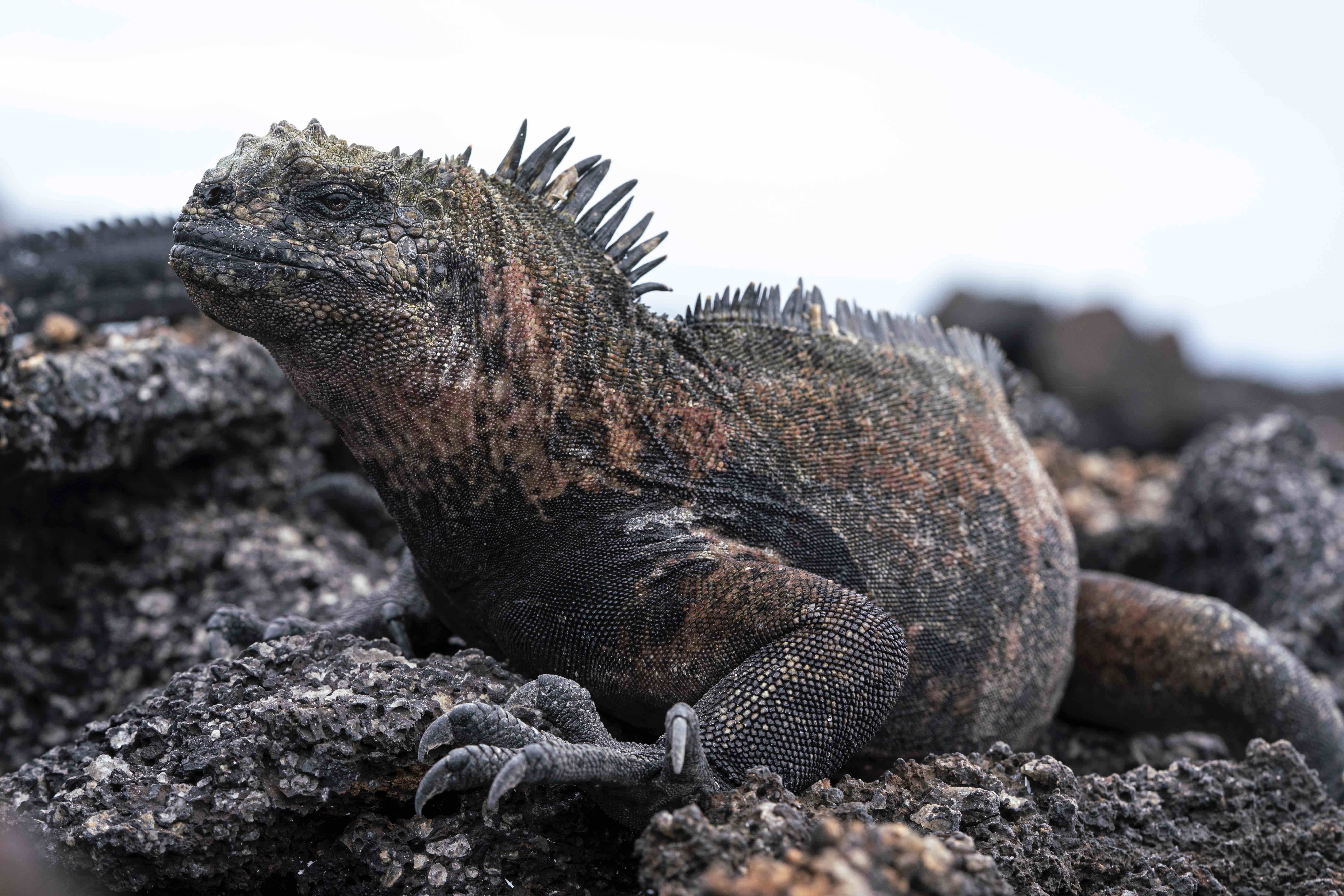 Marine Iguana Galapagos Islands