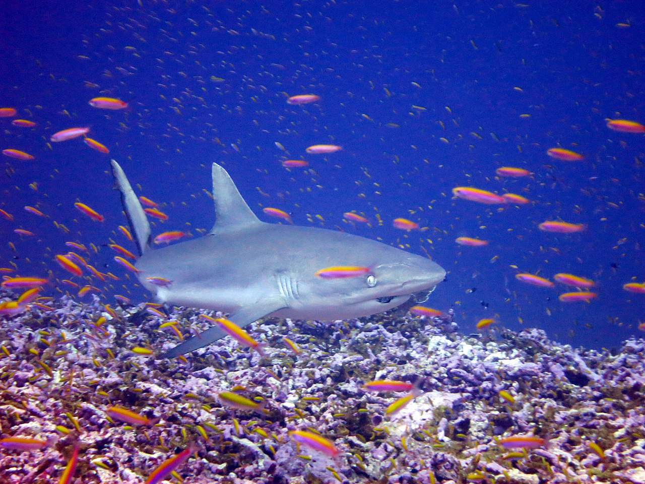Image of shark on reef with small, colorful reef fish.