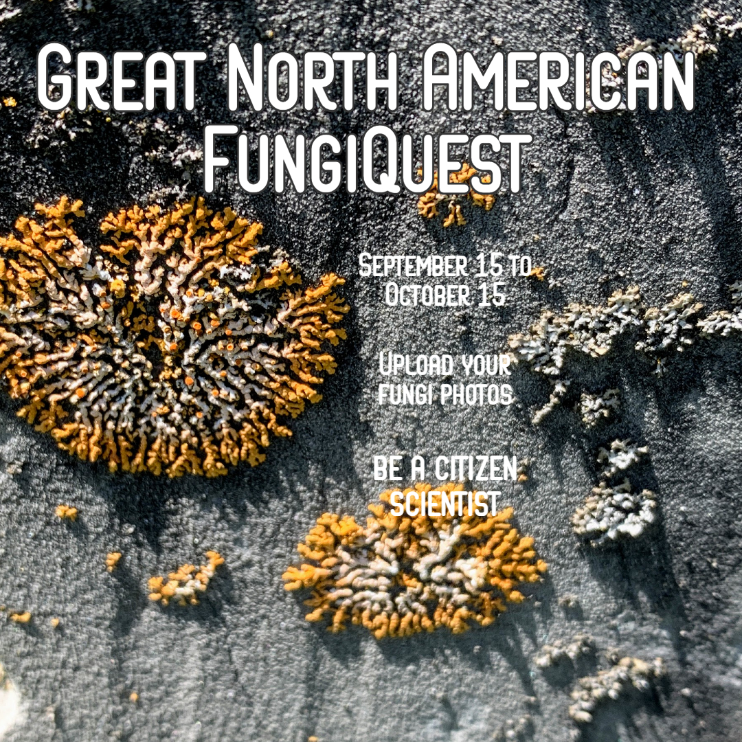 Great North American FungiQuest