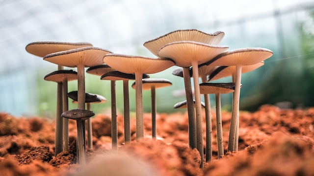A group of mushrooms.