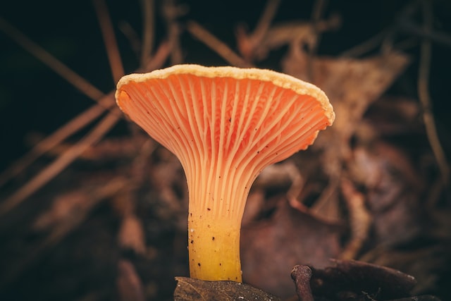 chanterelle mushroom