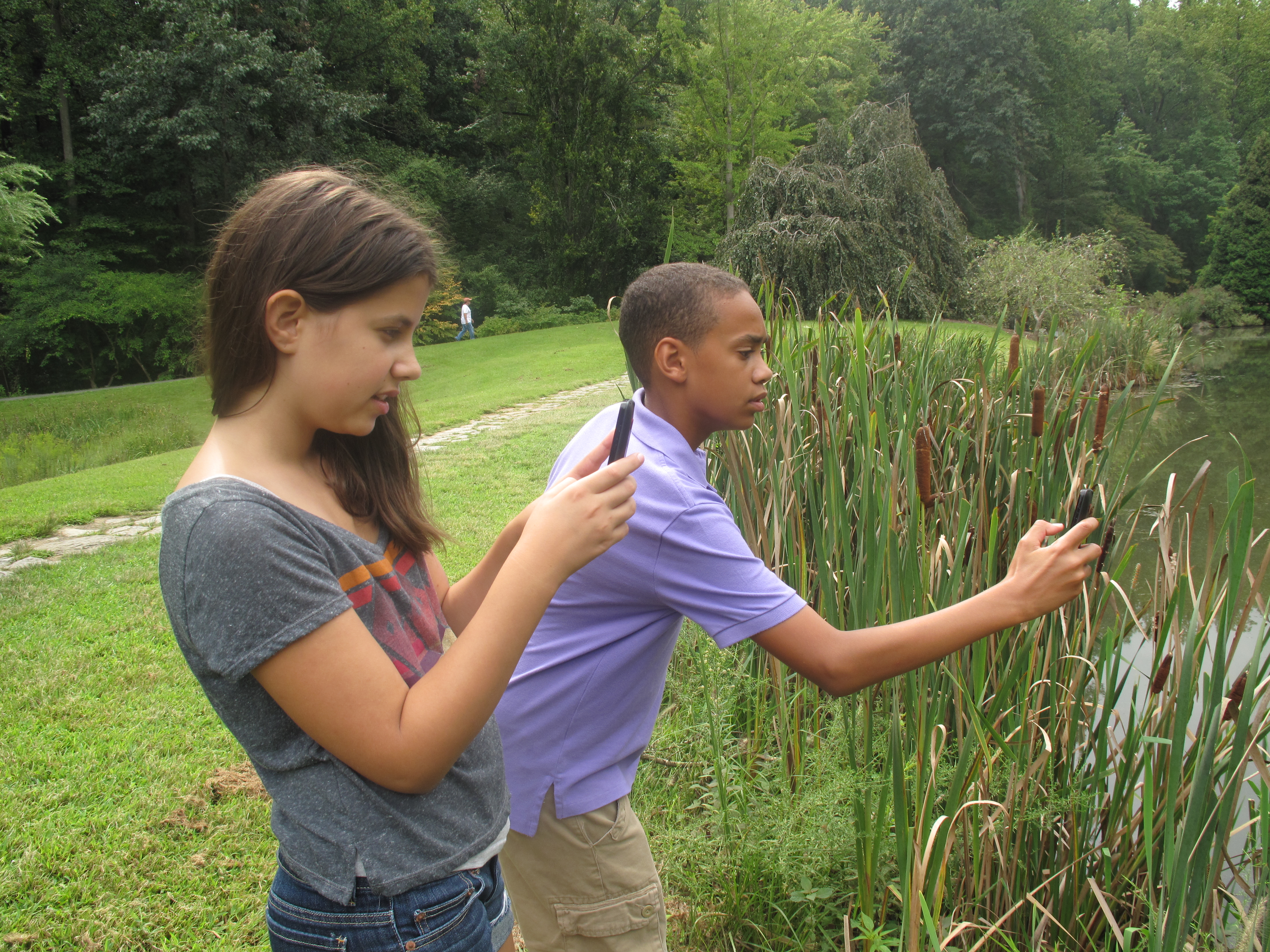 Two middle schoolers use their mobile phones to study cattails in a wetland area.