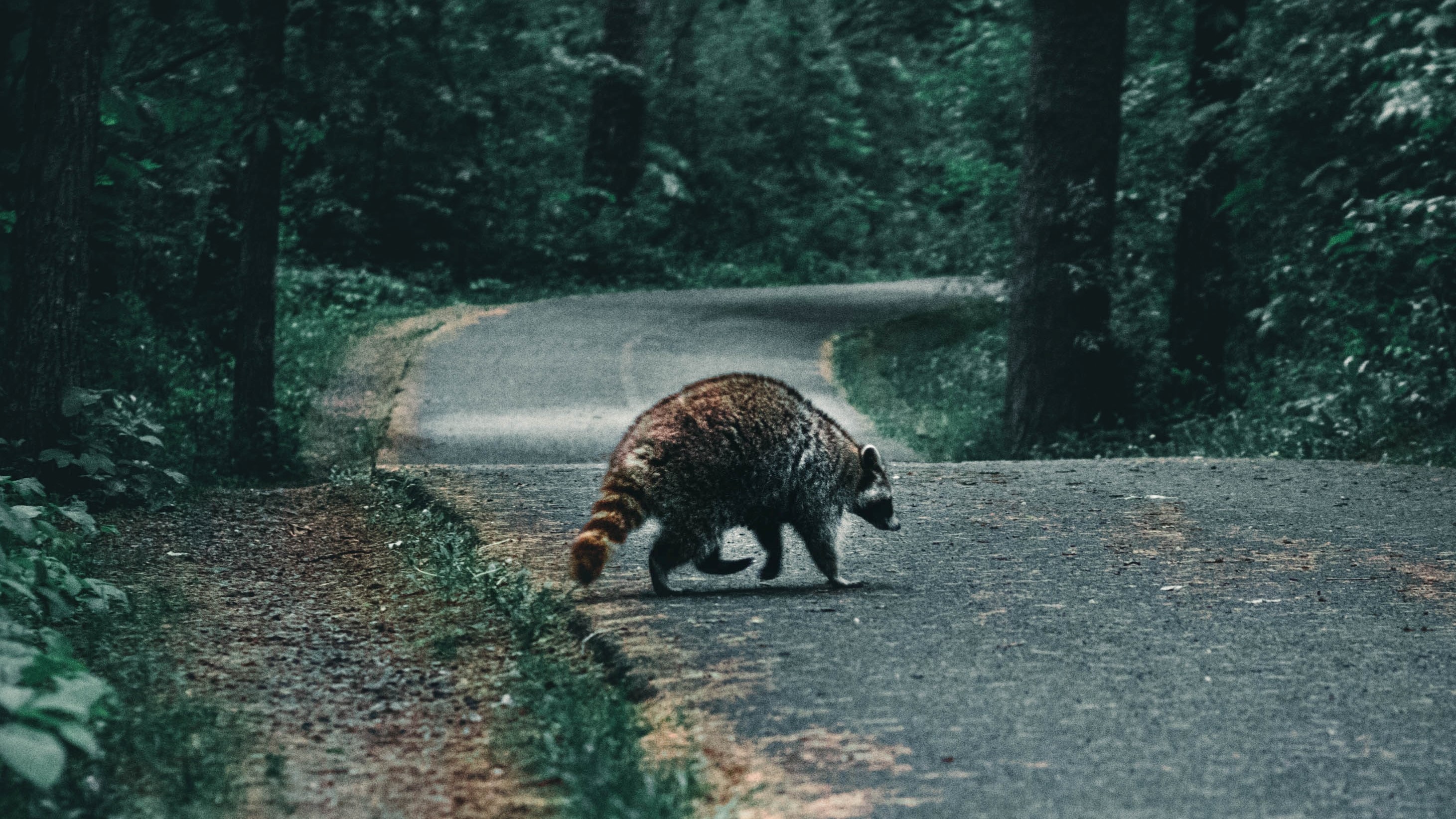 A raccoon crosses a paved road in the woods.