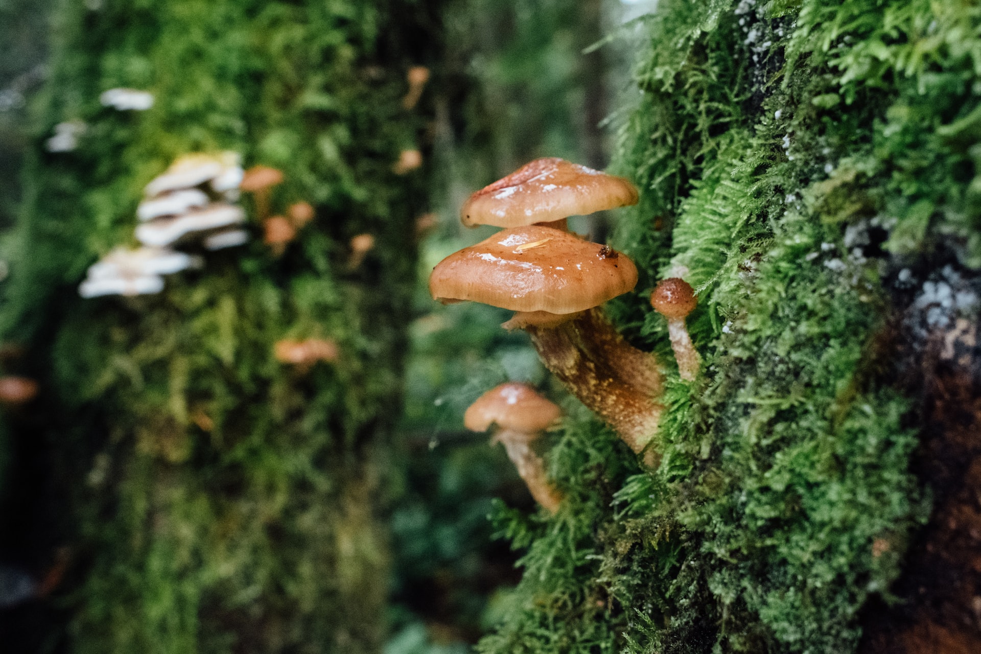 A mushroom on a tree in a forest.