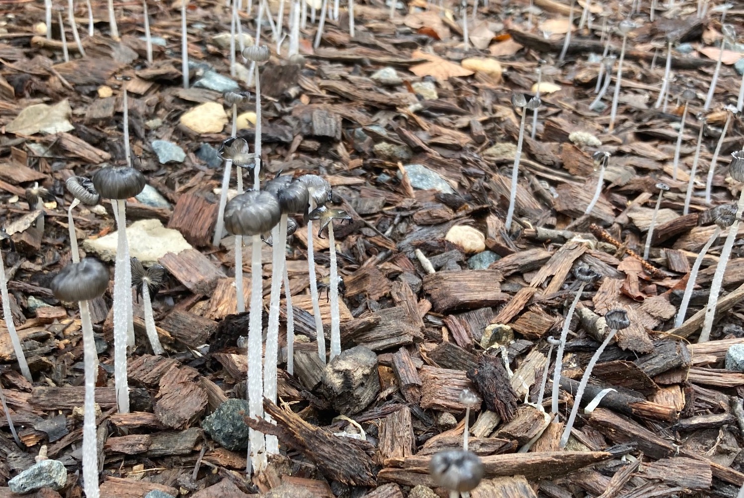 Slender mushrooms with long white stems and small black caps.