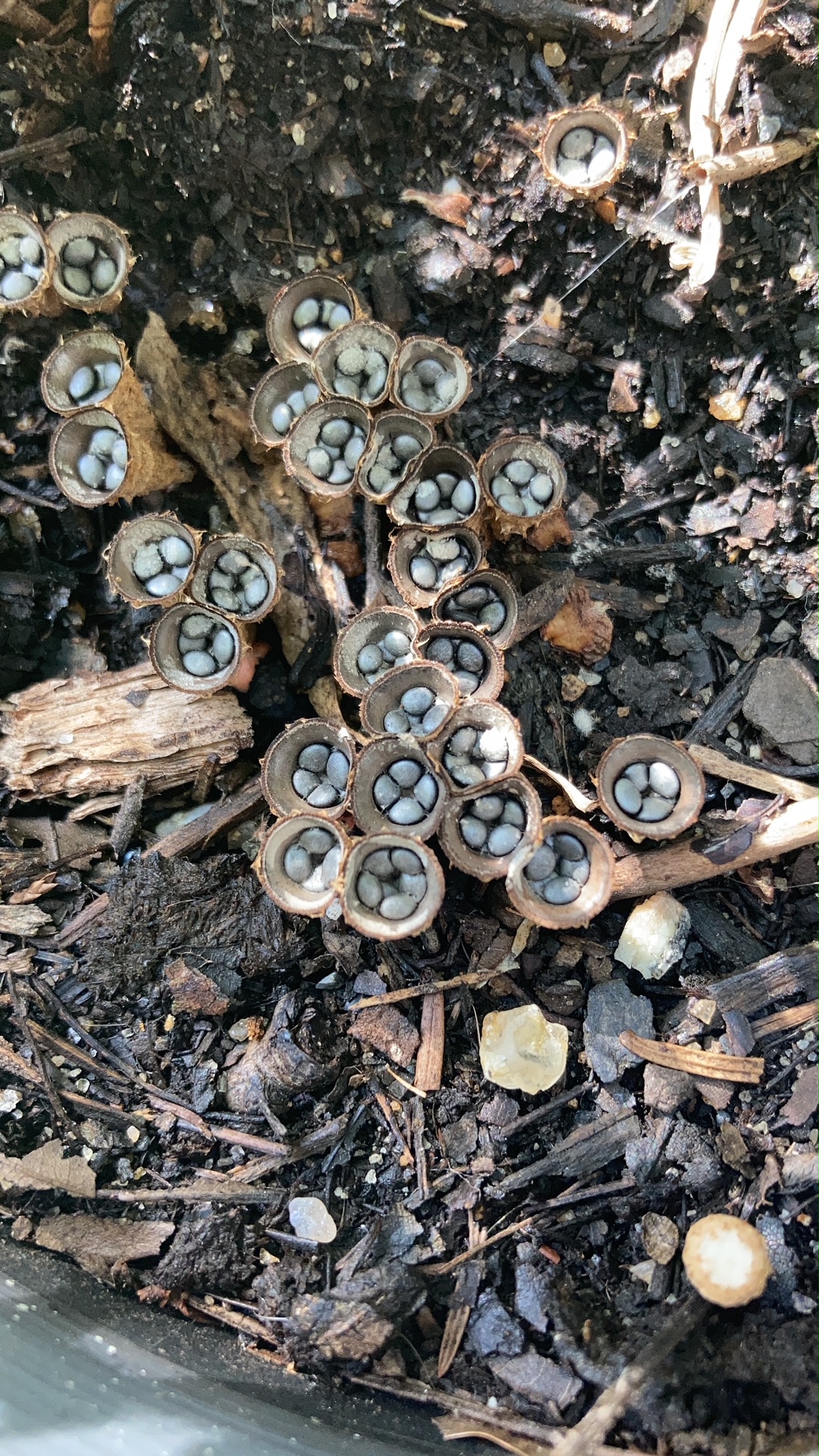 Photo of small cup-shaped mushrooms, each with four egg-like structures.