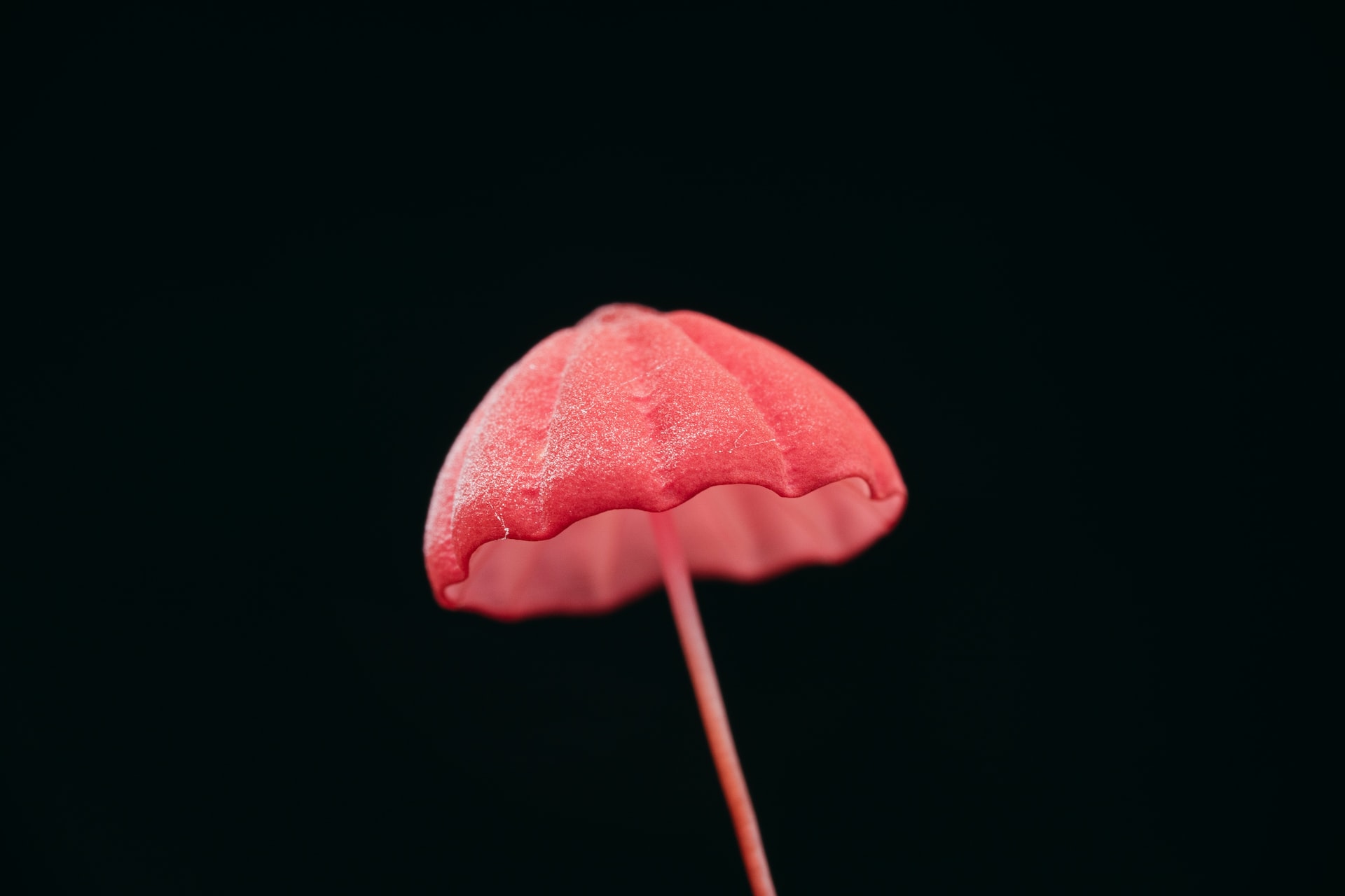 Marasmius haematocephalus