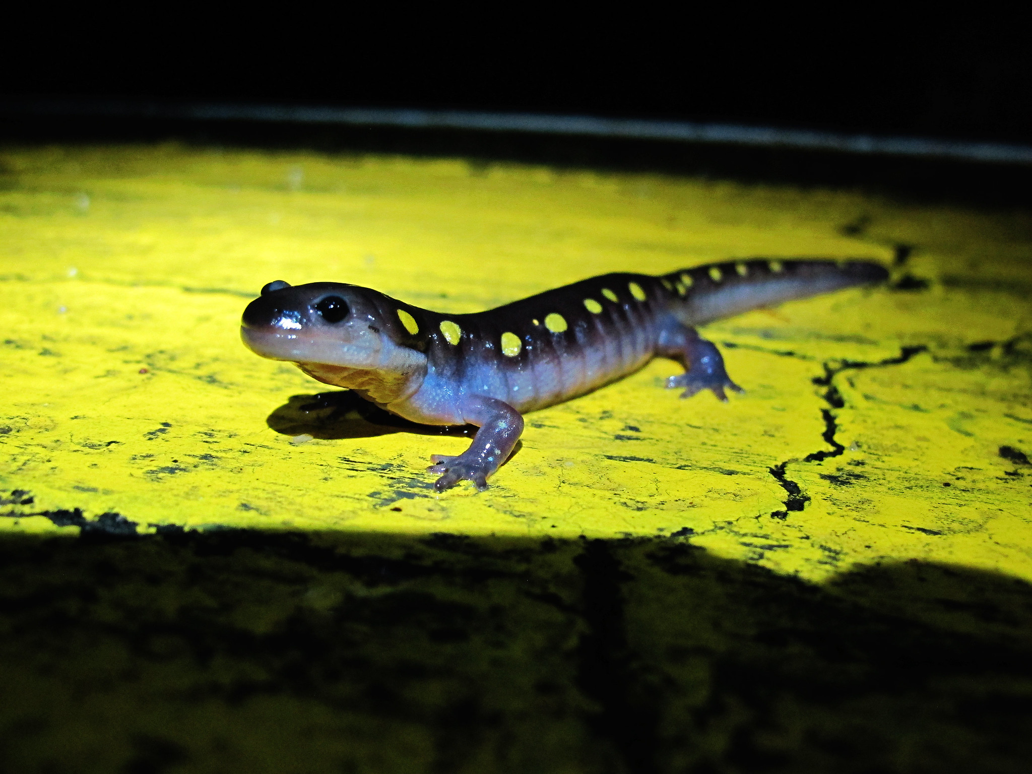 Photo of dark grey salamander with yellow spots on the yellow line of a road