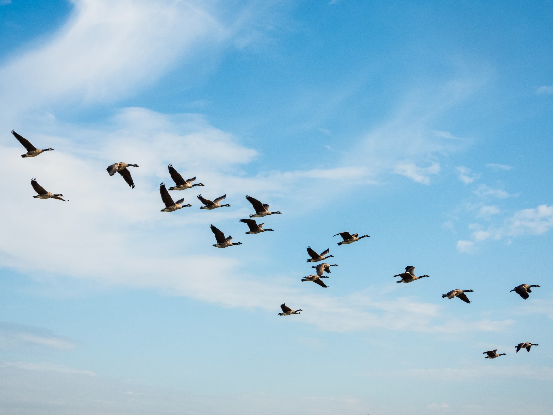 Birds migrating