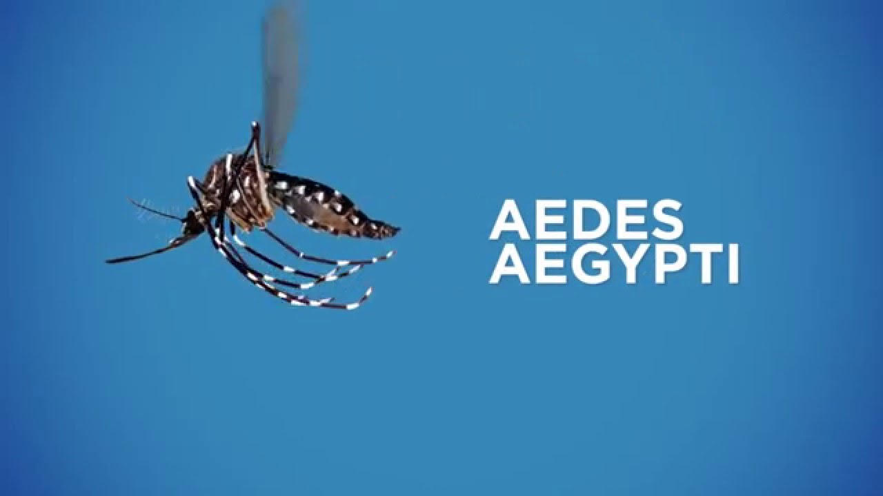 Photo of yellow fever mosquito, Aedes aegypti, in flight.