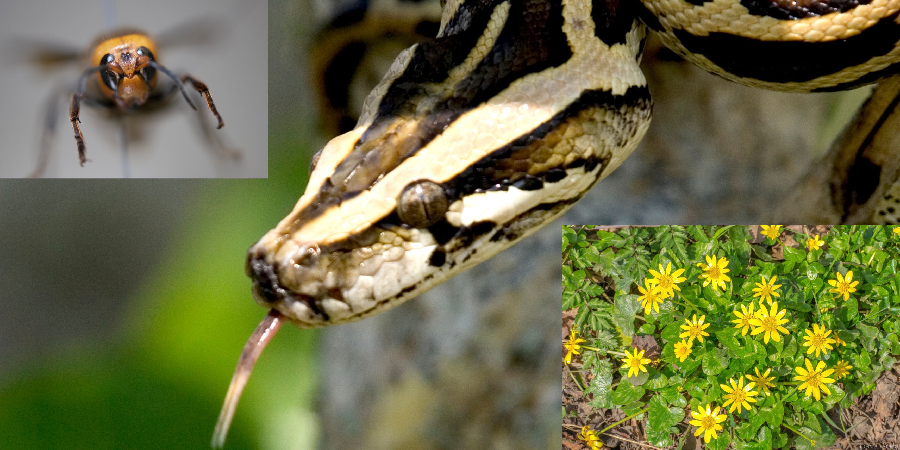 Compound image with the head of a Burmese python, a frontal view of a Northern Giant Hornet and a patch of yellow fig buttercup flowers.