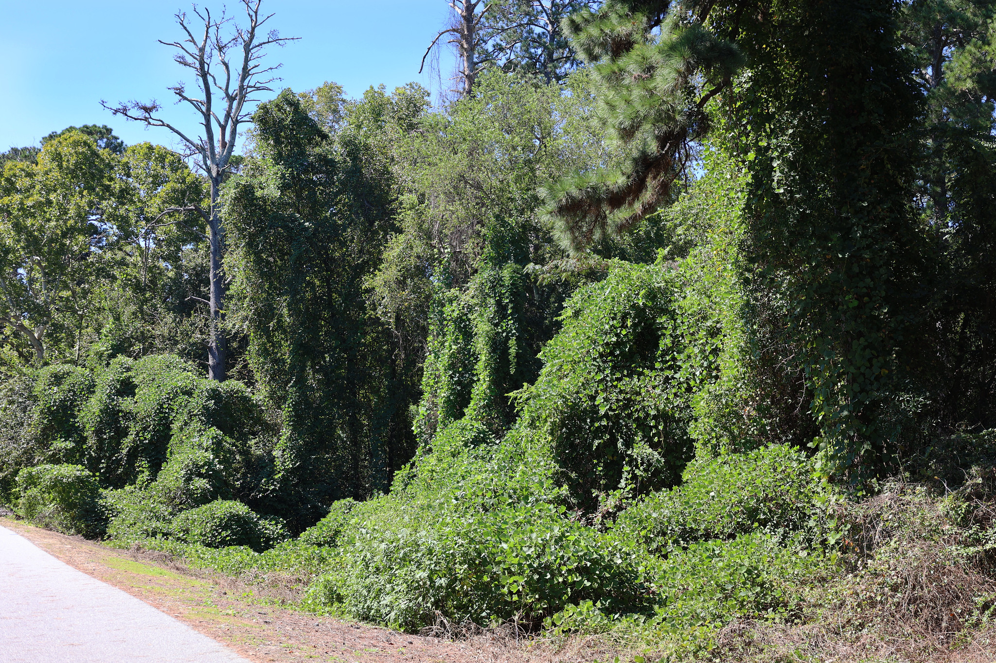 Photo of invasive kudzu vines growing over and smothering trees