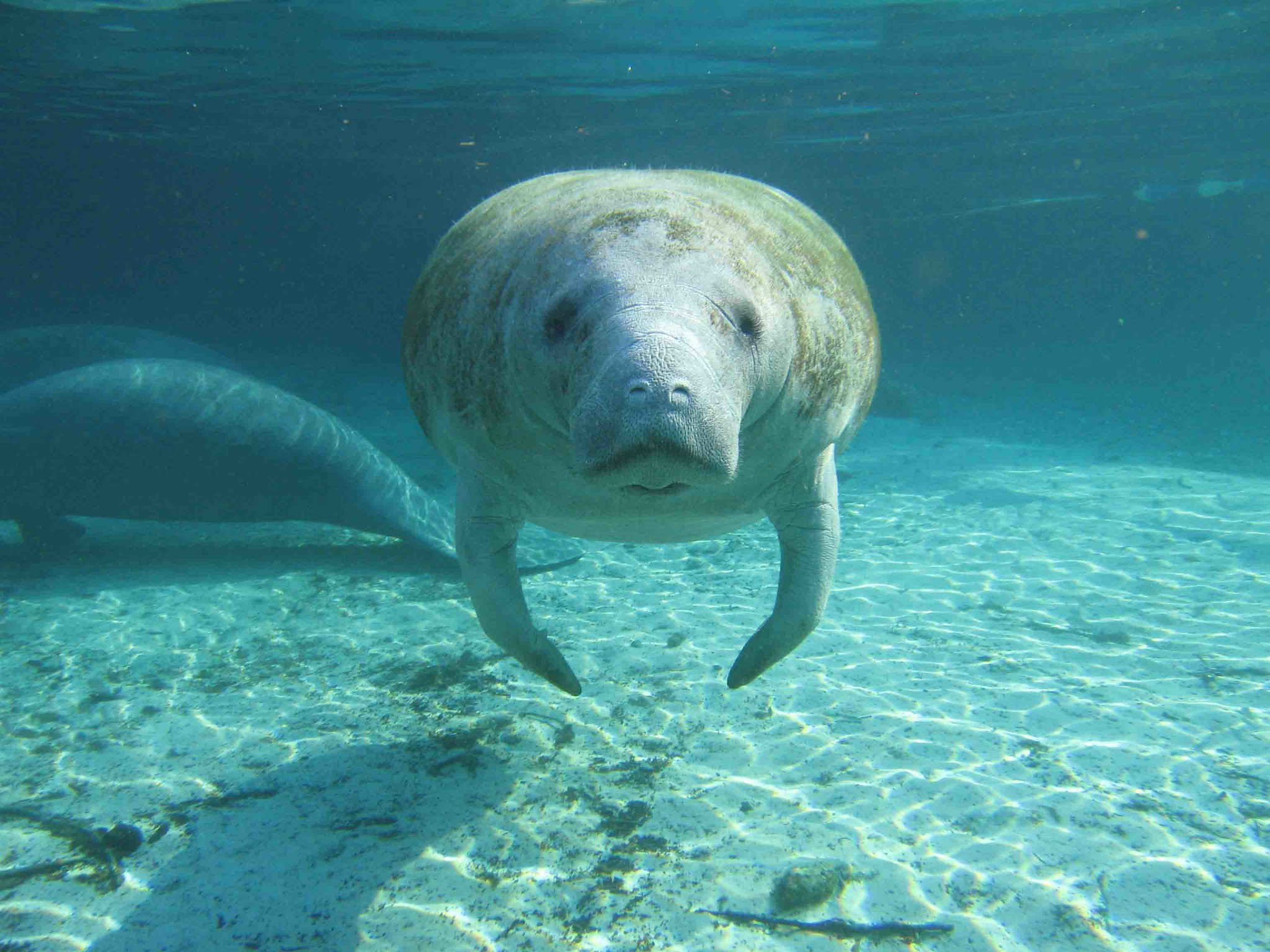 Manatee facing forward