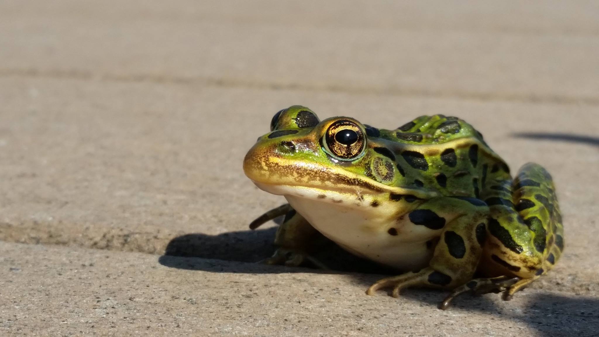 Photo of Northern Leopard Frog on pavement