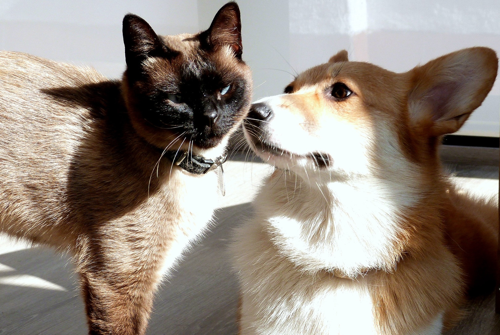 A siamese cat and a Welsh corgi dog touch faces, looking like pals