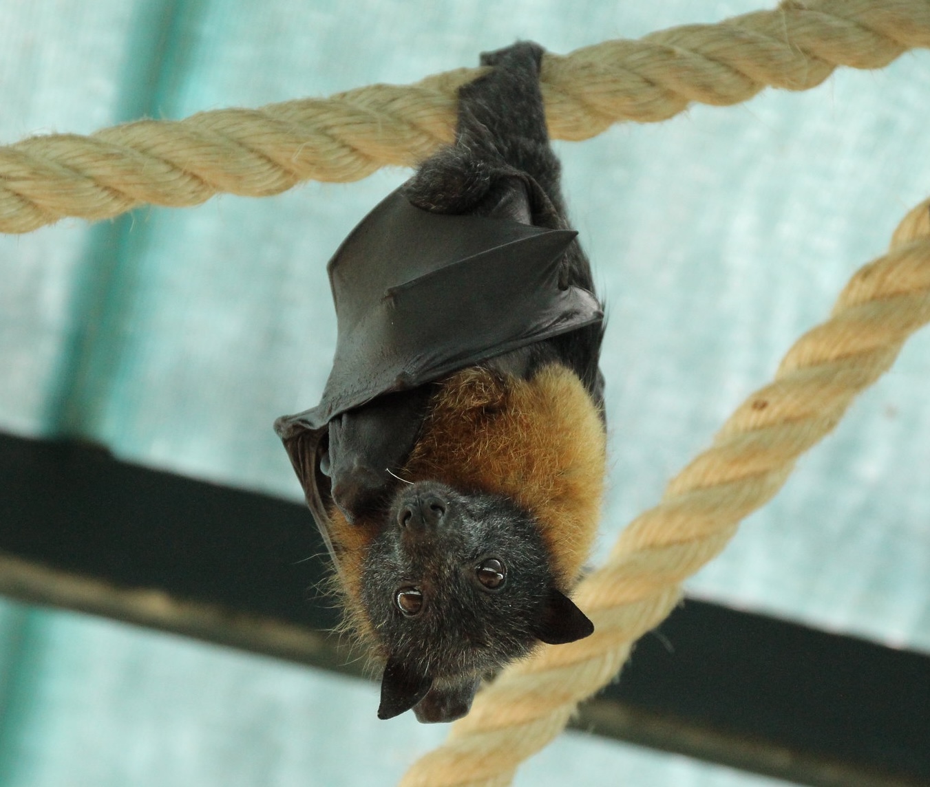 Fruit bat with big brown eyes and folded wings hanging upside down from a horizontal yellow rope