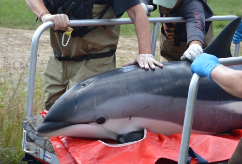 Beached dolphin found at salt marsh on Cape Cod being carried by stretcher to van, to be released in deep water.